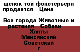 щенок той-фокстерьера продается › Цена ­ 25 000 - Все города Животные и растения » Собаки   . Ханты-Мансийский,Советский г.